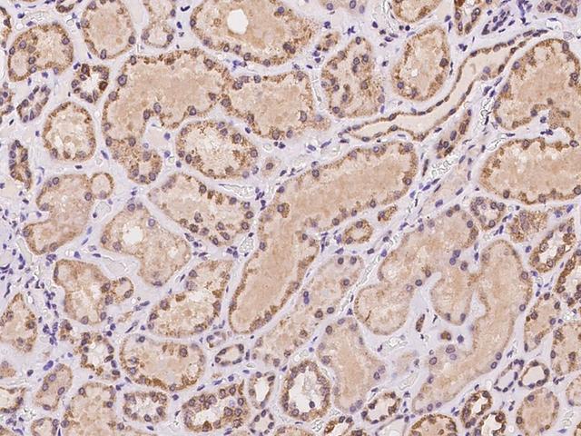 AKAP7 Antibody - Immunochemical staining of human AKAP7 in human kidney with rabbit polyclonal antibody at 1:100 dilution, formalin-fixed paraffin embedded sections.