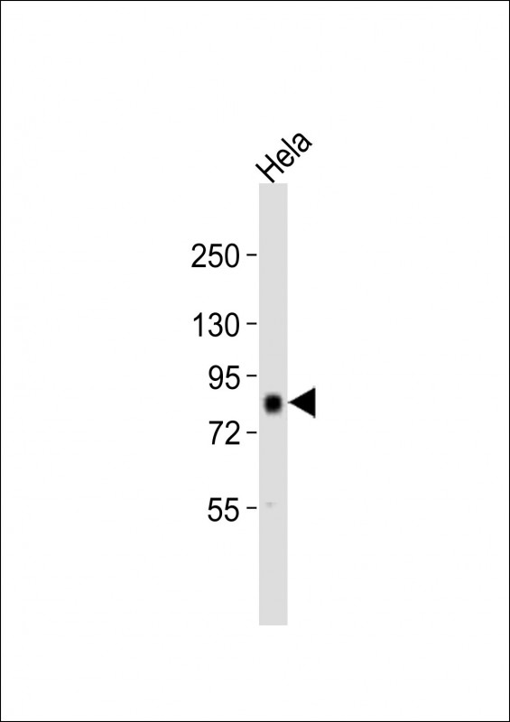 AKAP8 / AKAP95 Antibody - Anti-AKAP8 Antibody at 1:2000 dilution + HeLa whole cell lysates Lysates/proteins at 20 ug per lane. Secondary Goat Anti-Rabbit IgG, (H+L), Peroxidase conjugated at 1/10000 dilution Predicted band size : 76 kDa Blocking/Dilution buffer: 5% NFDM/TBST.