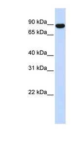 AKAP8 / AKAP95 Antibody - AKAP8 antibody Western blot of 293T cell lysate. This image was taken for the unconjugated form of this product. Other forms have not been tested.