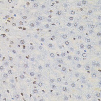 AKAP8 / AKAP95 Antibody - Immunohistochemistry of paraffin-embedded rat liver tissue.