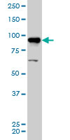 AKAP8 / AKAP95 Antibody - AKAP8 monoclonal antibody (M01), clone 3D4 Western blot of AKAP8 expression in HeLa NE.
