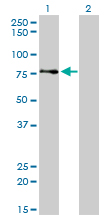 AKAP8 / AKAP95 Antibody - Western blot of AKAP8 expression in transfected 293T cell line by AKAP8 monoclonal antibody (M01), clone 3D4.