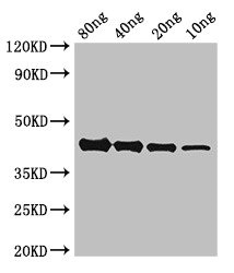 AKAP9 / YOTIAO Antibody - Western Blot Positive WB detected in Recombinant protein All lanes: AKAP9 antibody at 2.5µg/ml Secondary Goat polyclonal to rabbit IgG at 1/50000 dilution predicted band size: 43 kDa observed band size: 43 kDa