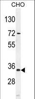 AKIP1 / BCA3 Antibody - BCA3 Antibody western blot of mouse CHO cell line lysates (35 ug/lane). The BCA3 antibody detected the BCA3 protein (arrow).