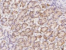AKIRIN1 Antibody - Immunochemical staining of human AKIRIN1 in human stomach with rabbit polyclonal antibody at 1:500 dilution, formalin-fixed paraffin embedded sections.