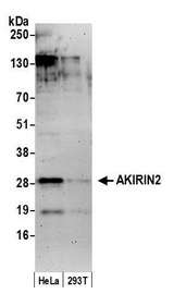 AKIRIN2 Antibody - Detection of human AKIRIN2 by western blot. Samples: Whole cell lysate (50 µg) from HeLa and 293T cells prepared using NETN lysis buffer. Antibody: Affinity purified rabbit anti-AKIRIN2 antibody used for WB at 0.4 µg/ml. Detection: Chemiluminescence with an exposure time of 3 minutes.