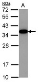 AKIRIN2 Antibody - Sample (30 ug of whole cell lysate) A: HeLa 12% SDS PAGE AKIRIN2 antibody diluted at 1:10000