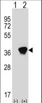 AKR1A1 Antibody - Western blot of AKR1A1 (arrow) using rabbit polyclonal AKR1A1 Antibody. 293 cell lysates (2 ug/lane) either nontransfected (Lane 1) or transiently transfected (Lane 2) with the AKR1A1 gene.