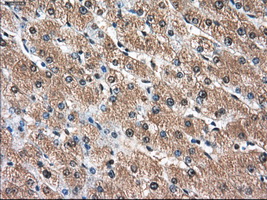 AKR1A1 Antibody - IHC of paraffin-embedded liver tissue using anti-AKR1A1 mouse monoclonal antibody. (Dilution 1:50).