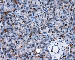 AKR1A1 Antibody - IHC of paraffin-embedded pancreas tissue using anti-AKR1A1 mouse monoclonal antibody. (Dilution 1:50).