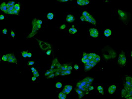 AKR1A1 Antibody - Immunofluorescent staining of HepG2 cells using anti-AKR1A1 mouse monoclonal antibody.