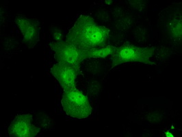 AKR1A1 Antibody - Anti-AKR1A1 mouse monoclonal antibody  immunofluorescent staining of COS7 cells transiently transfected by pCMV6-ENTRY AKR1A1.