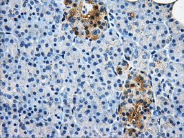 AKR1A1 Antibody - IHC of paraffin-embedded pancreas tissue using anti-AKR1A1 mouse monoclonal antibody. (Dilution 1:50).