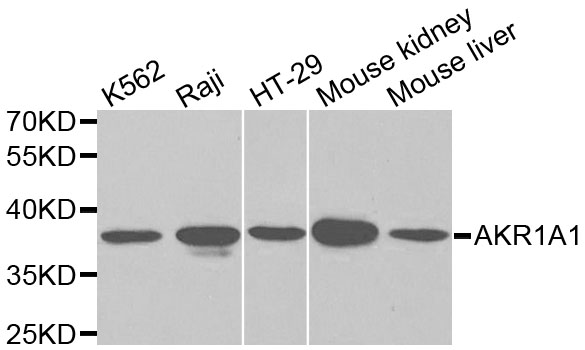 AKR1A1 Antibody - Western blot analysis of extracts of various cell lines, using AKR1A1 antibody at 1:1000 dilution. The secondary antibody used was an HRP Goat Anti-Rabbit IgG (H+L) at 1:10000 dilution. Lysates were loaded 25ug per lane and 3% nonfat dry milk in TBST was used for blocking.