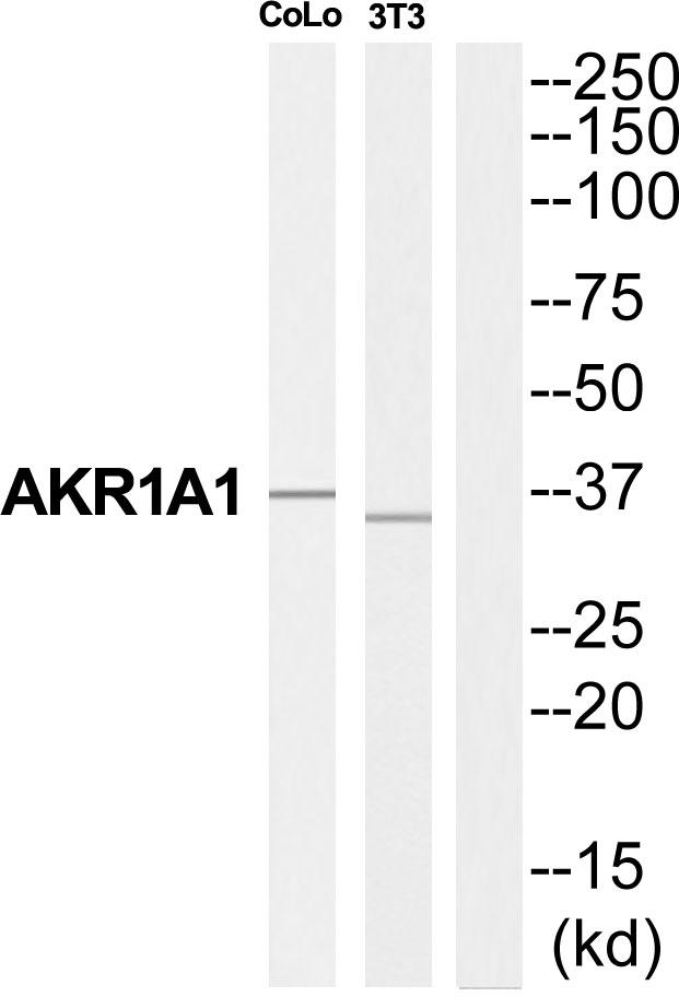 AKR1A1 Antibody - Western blot analysis of extracts from COLO205 cells and NIH-3T3 cells, using AKR1A1 antibody.