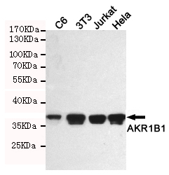 AKR1B1 / Aldose Reductase Antibody - Western blot detection of AKR1B1 in C6, 3T3, Jurkat and HeLa cell lysates using AKR1B1 mouse monoclonal antibody (1:1000 dilution). Predicted band size: 36KDa. Observed band size:36KDa.