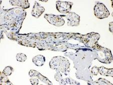 AKR1B1 / Aldose Reductase Antibody - IHC testing of FFPE human placenta with AKR1B1 antibody at 1ug/ml. HIER: steam sections in pH6 citrate buffer for 20 min.