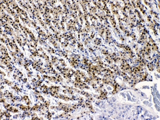AKR1B1 / Aldose Reductase Antibody - IHC testing of FFPE rat adrenal gland with AKR1B1 antibody at 1ug/ml. HIER: steam sections in pH6 citrate buffer for 20 min.