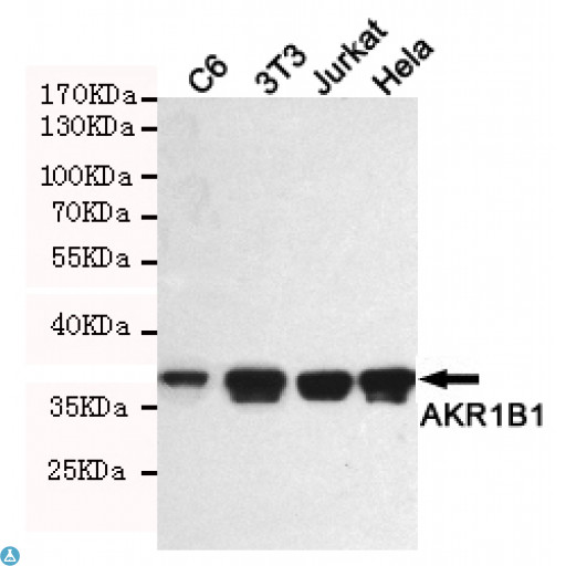 AKR1B1 / Aldose Reductase Antibody - Western blot detection of AKR1B1 in C6, 3T3, Jurkat and Hela cell lysates using AKR1B1 mouse mAb (1:1000 diluted). Predicted band size: 36KDa. Observed band size: 36KDa.