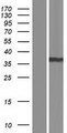 AKR1B1 / Aldose Reductase Protein - Western validation with an anti-DDK antibody * L: Control HEK293 lysate R: Over-expression lysate