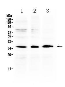 AKR1B10 Antibody - Western blot - Anti-AKR1B10 Picoband Antibody