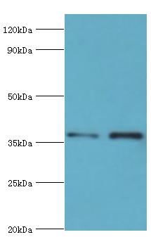 AKR1C4 / Chlordecone Reductase Antibody - Western blot. All lanes: Aldo-keto reductase family 1 member C4 antibody at 7 ug/ml. Lane 1: HeLa whole cell lysate. Lane 2: HepG 2 whole cell lysate. Secondary antibody: Goat polyclonal to rabbit at 1:10000 dilution. Predicted band size: 37 kDa. Observed band size: 37 kDa.
