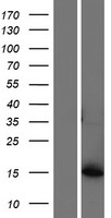 AKR1C8P / AKR1CL1 Protein - Western validation with an anti-DDK antibody * L: Control HEK293 lysate R: Over-expression lysate