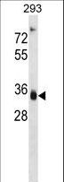 AKR1D1 Antibody - AKR1D1 Antibody western blot of 293 cell line lysates (35 ug/lane). The AKR1D1 antibody detected the AKR1D1 protein (arrow).