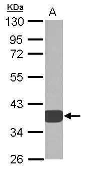 AKR1D1 Antibody - Sample (30 ug of whole cell lysate) A: A549 10% SDS PAGE AKR1D1 antibody diluted at 1:1000