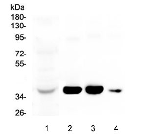 AKR1D1 Antibody - Western blot testing of 1) human liver, 2) rat liver, 3) mouse liver and 4) mouse testis lysate with AKR1D1 antibody at 0.5ug/ml. Predicted molecular weight ~37 kDa.