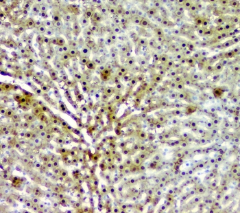 AKR1D1 Antibody - IHC staining of FFPE rat liver with AKR1D1 antibody at 1ug/ml. HIER: boil tissue sections in pH6, 10mM citrate buffer, for 10-20 min and allow to cool before testing.