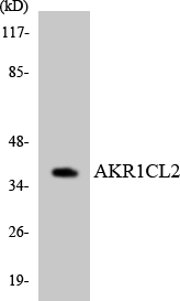 AKR1E2 Antibody - Western blot analysis of the lysates from HT-29 cells using AKR1CL2 antibody.