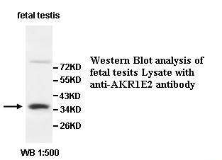 AKR1E2 Antibody