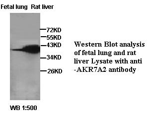 AKR7A2 / AFAR Antibody