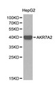 AKR7A2 / AFAR Antibody - Western blot of AKR7A2 pAb in extracts from HepG2 cells.
