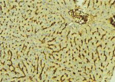 AKR7A2 / AFAR Antibody - 1:100 staining mouse liver tissue by IHC-P. The sample was formaldehyde fixed and a heat mediated antigen retrieval step in citrate buffer was performed. The sample was then blocked and incubated with the antibody for 1.5 hours at 22°C. An HRP conjugated goat anti-rabbit antibody was used as the secondary.