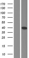 AKR7A2 / AFAR Protein - Western validation with an anti-DDK antibody * L: Control HEK293 lysate R: Over-expression lysate