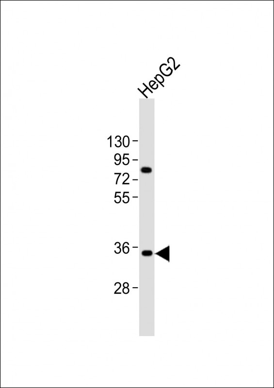 AKR7A3 Antibody - Anti-AKR7L Antibody (N-Term)at 1:2000 dilution + HepG2 whole cell lysates Lysates/proteins at 20 ug per lane. Secondary Goat Anti-Rabbit IgG, (H+L), Peroxidase conjugated at 1:10000 dilution. Predicted band size: 37 kDa. Blocking/Dilution buffer: 5% NFDM/TBST.