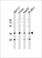 AKR7A3 Antibody - All lanes: Anti-AKR7A3 Antibody (N-Term) at 1:2000 dilution. Lane 1: 293T/17 whole cell lysate. Lane 2: human liver lysate. Lane 3: HepG2 whole cell lysate. Lane 4: SK-BR-3 whole cell lysate Lysates/proteins at 20 ug per lane. Secondary Goat Anti-Rabbit IgG, (H+L), Peroxidase conjugated at 1:10000 dilution. Predicted band size: 37 kDa. Blocking/Dilution buffer: 5% NFDM/TBST.