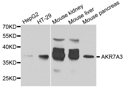 AKR7A3 Antibody - Western blot analysis of extract of various cells.