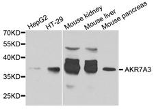 AKR7A3 Antibody - Western blot analysis of extract of various cells.