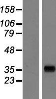 AKR7A3 Protein - Western validation with an anti-DDK antibody * L: Control HEK293 lysate R: Over-expression lysate