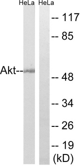 AKT1 + AKT2 + AKT3 Antibody - Western blot analysis of lysates from HeLa cells, using Akt Antibody. The lane on the right is blocked with the synthesized peptide.