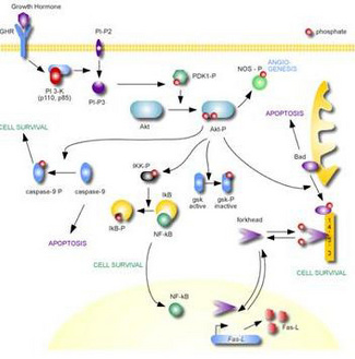 AKT1 + AKT2 + AKT3 Antibody - AKT Metabolic Pathway