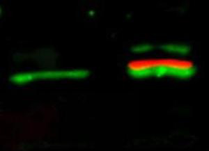 AKT1 + AKT2 + AKT3 Antibody - Western Blot of simultaneous detection of unphosphorylated and phosphorylated Rabbit Anti-AKT antibody. Lane 1: unstimulated NIH/3T3 lysates contain inactive unphosphorylated Akt1, green band. Lane 2: PDGF stimulated NIH/3T3 lysate contains both inactive (green band) and activated phosphorylated Akt1 (red band). Load: 35 µg per lane. Primary antibody: rabbit anti-Akt (pan) and mouse anti-Akt pS473 specific antibodies at 1:1000 for overnight at 4°C. Secondary antibody: DyLight 549 conjugated anti-rabbit IgG (green) and DyLight 649 conjugated anti-mouse IgG (red) secondary antibodies at 1:10,000 for 45 min at RT. Block: 5% BLOTTO overnight at 4°C.