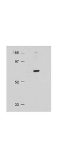 AKT1 + AKT2 + AKT3 Antibody - Western Blot of rabbit Anti-AKT antibody. Lane 1: NIH/3T3 whole cell lysate. Load: 20 ug per lane. Primary antibody: AKT antibody at 1:500 for overnight at 4°C. Secondary antibody: HRP conjugated Gt-a-Rabbit IgG at 1:10,000 preceded color development using Pierce Chemical's SuperSignal substrate. Block: MOPS buffer overnight at 4°C. Predicted/Observed size: 128 kDa, 128 kDa for AKT. Other band(s): none.