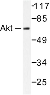 AKT1 + AKT2 + AKT3 Antibody - Western blot of Akt (D302) pAb in extracts from HeLa cells.
