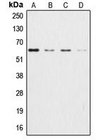AKT1 + AKT2 + AKT3 Antibody - Western blot analysis of AKT expression in HeLa (A); HEK293T (B); NIH3T3 (C); H9C2 (D) whole cell lysates.
