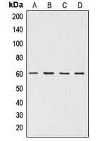 AKT1 + AKT2 + AKT3 Antibody - Western blot analysis of AKT expression in A549 (A); NIH3T3 (B); mouse brain (C); rat brain (D) whole cell lysates.