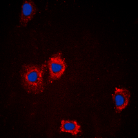 AKT1 + AKT2 + AKT3 Antibody - Immunofluorescent analysis of AKT staining in MCF7 cells. Formalin-fixed cells were permeabilized with 0.1% Triton X-100 in TBS for 5-10 minutes and blocked with 3% BSA-PBS for 30 minutes at room temperature. Cells were probed with the primary antibody in 3% BSA-PBS and incubated overnight at 4 C in a humidified chamber. Cells were washed with PBST and incubated with a DyLight 594-conjugated secondary antibody (red) in PBS at room temperature in the dark. DAPI was used to stain the cell nuclei (blue).